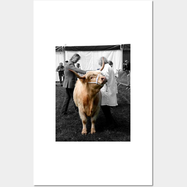 Northumberland Show Bull 2012 Wall Art by axp7884